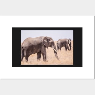 Serengeti Elephants Posters and Art